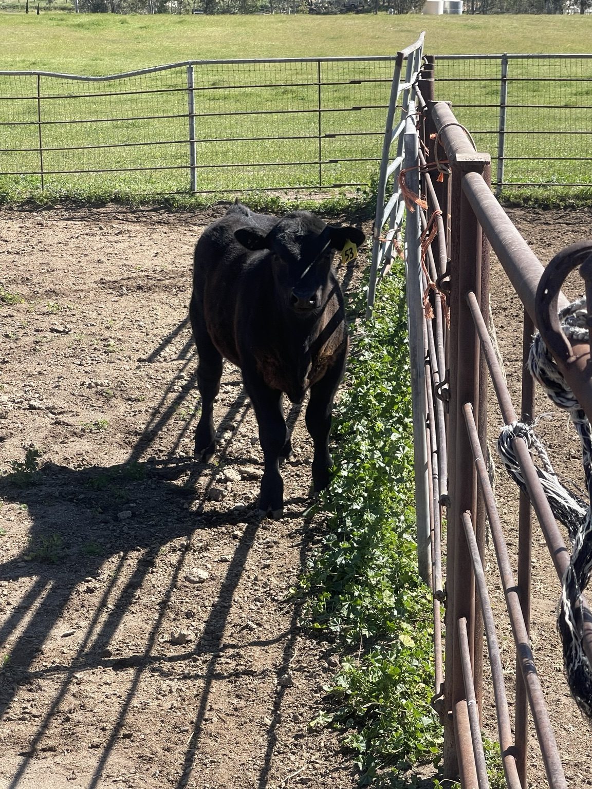 Angus cattle