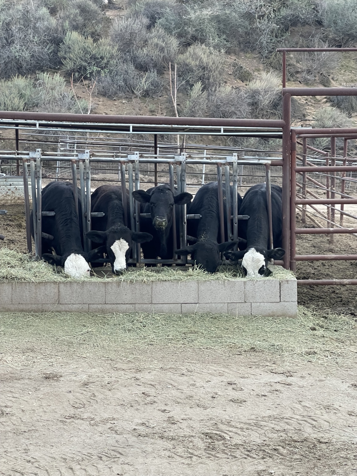West Coast Cattle at the bunk line