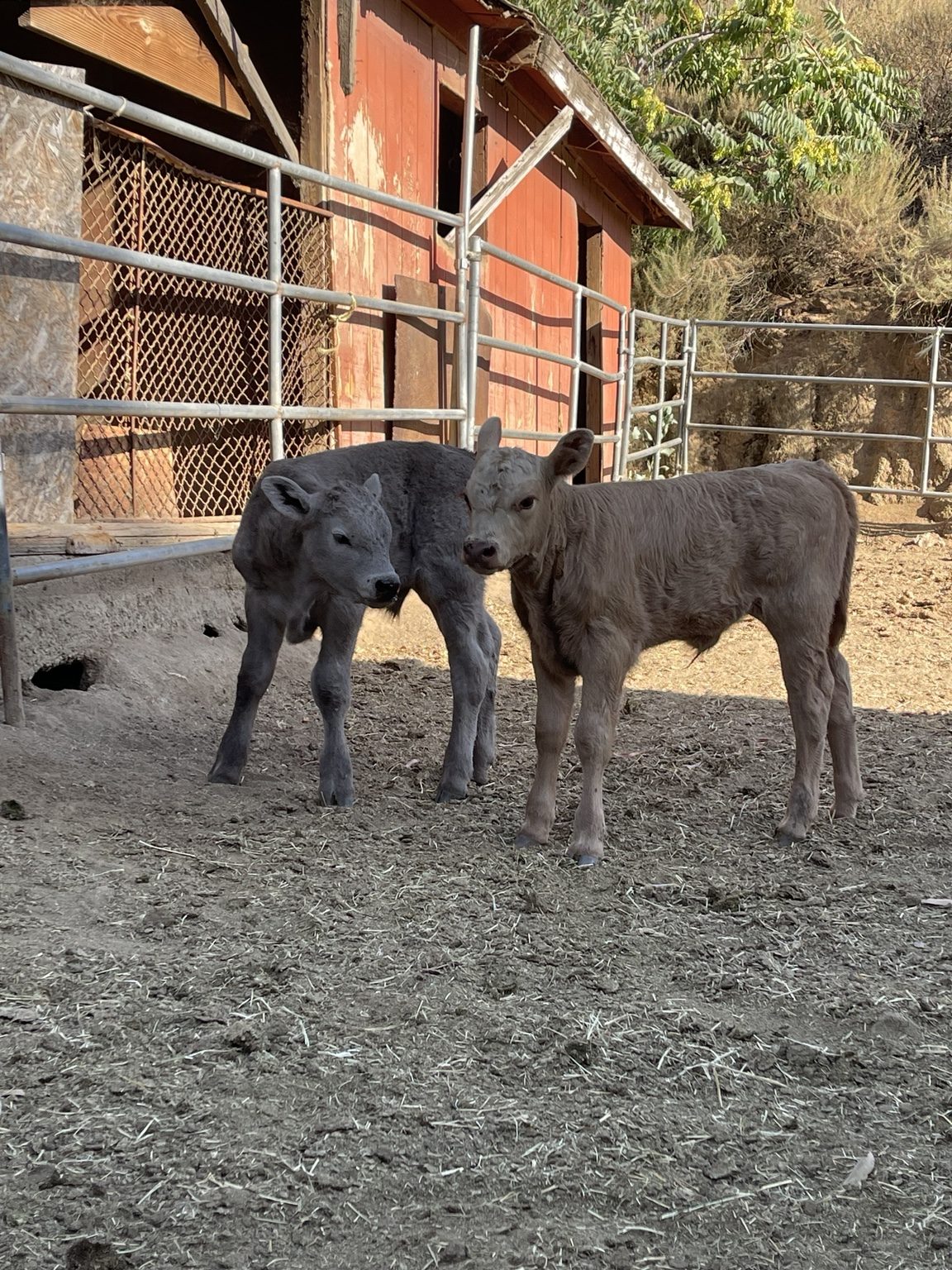 Two calves