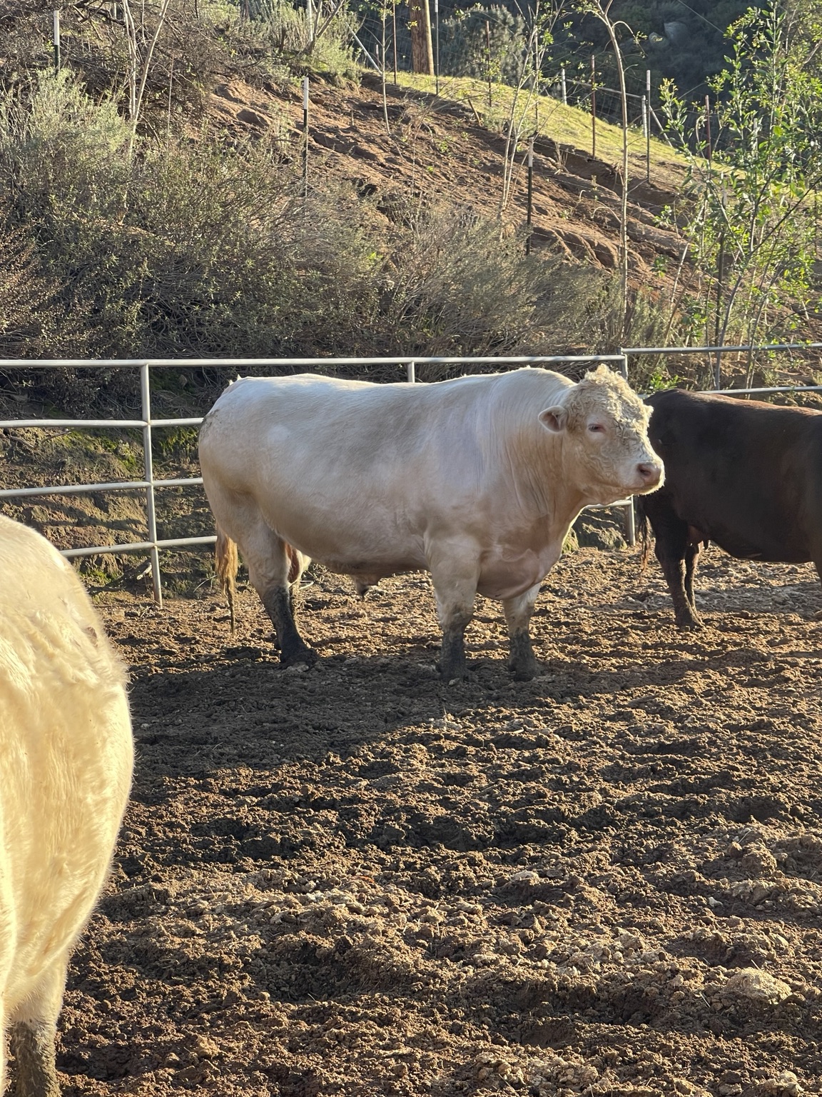 West Coast Cattle Charolais bull
