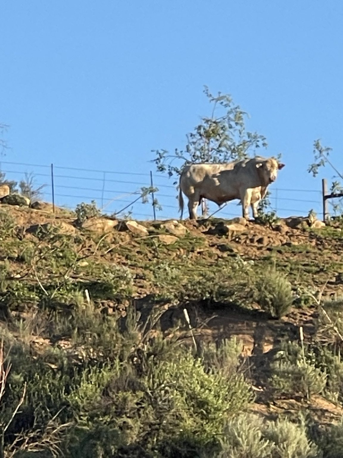 Charolais bull on ranch ridge