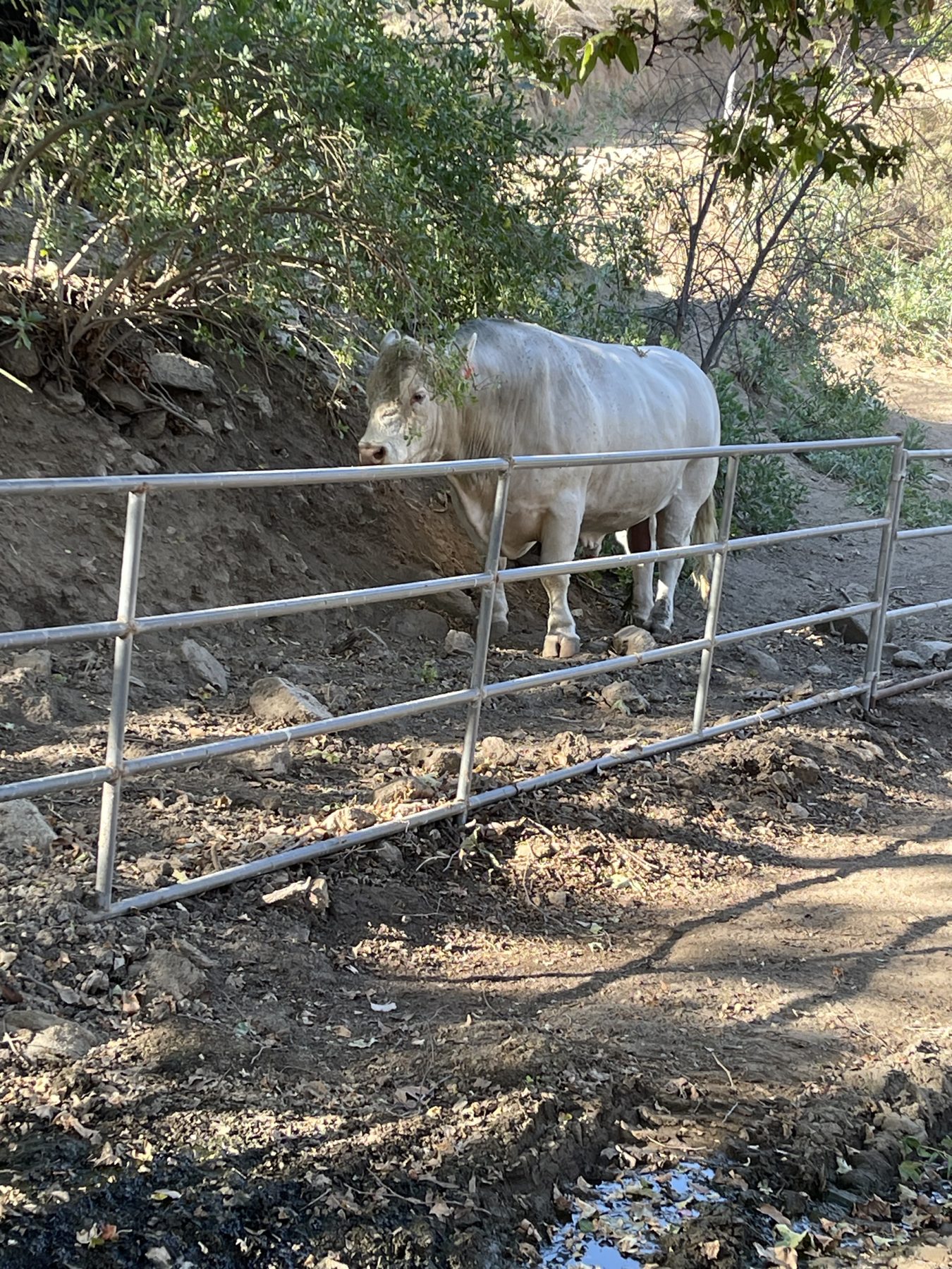 Charolais bull