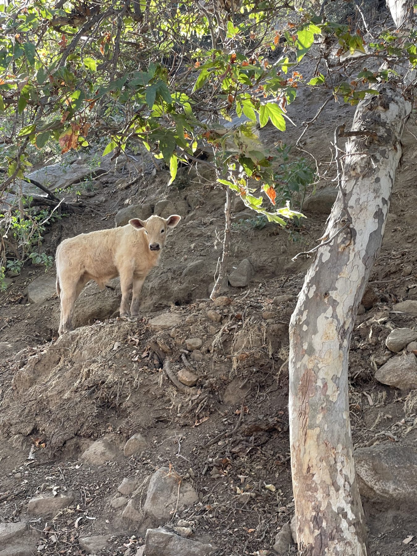 Charolais calf