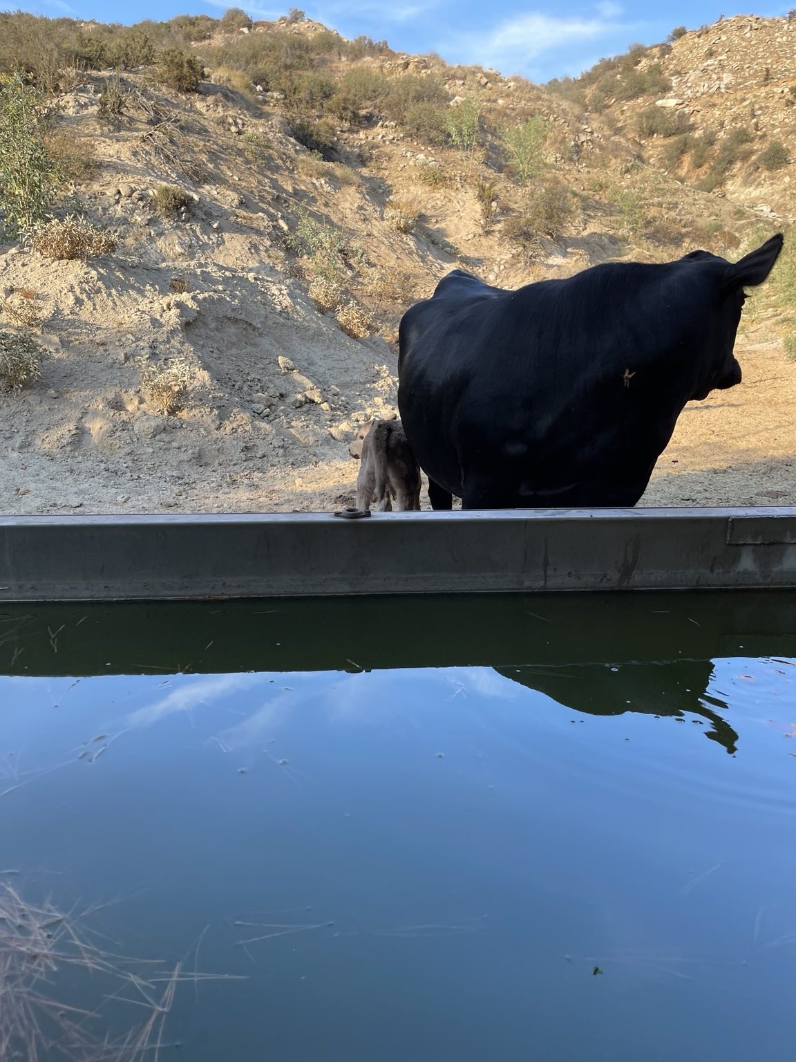 Cow and calf on West Coast Cattle ranch