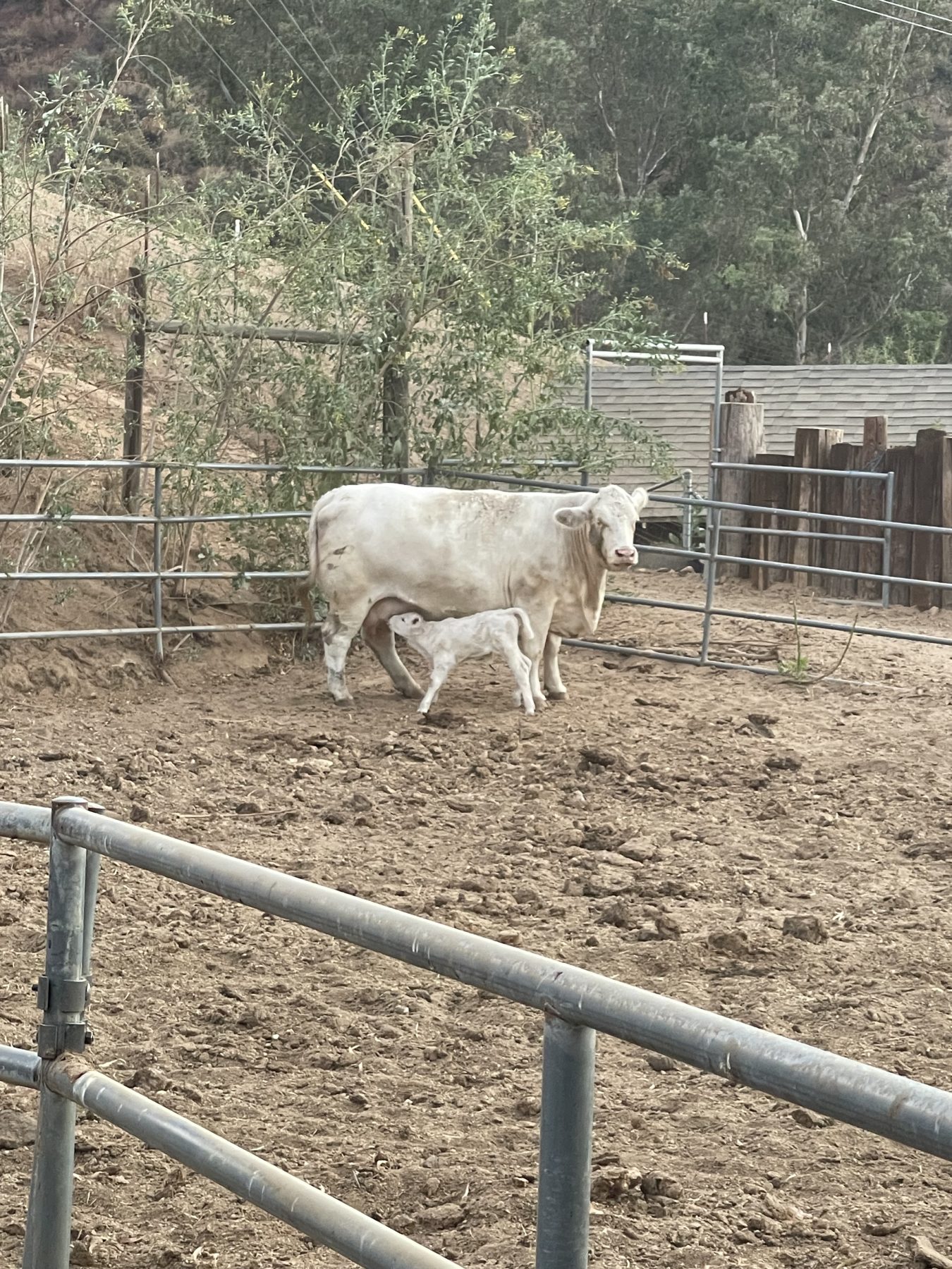 Charolais cow with calf
