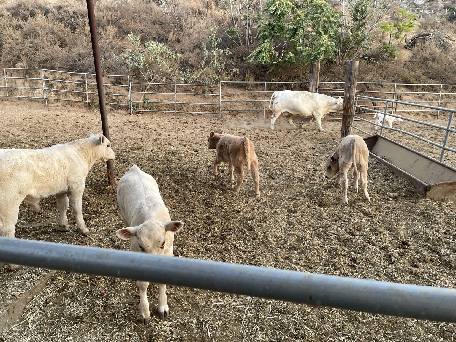 West Coast Cattle calves and cattle