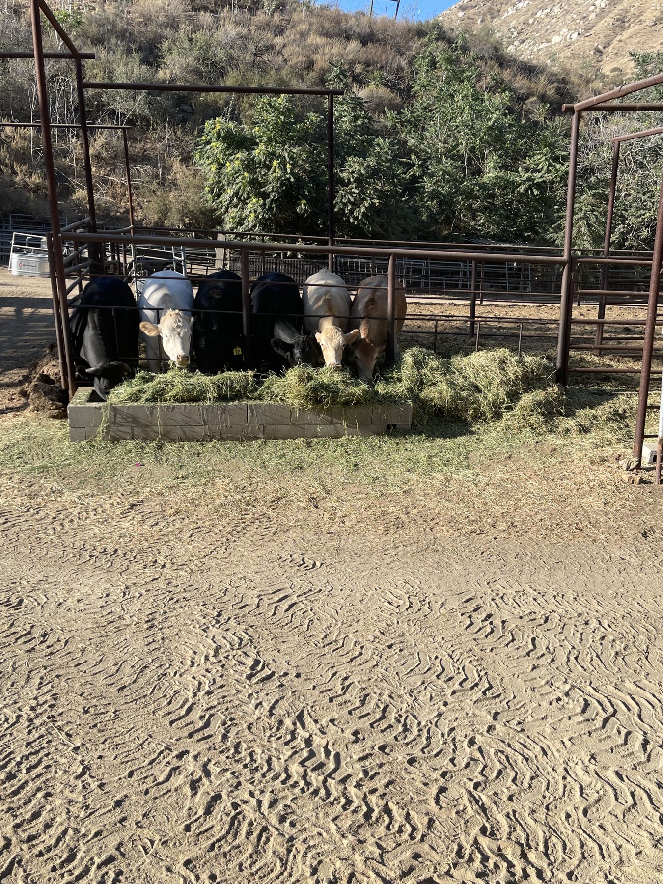 Cattle feeding on ranch