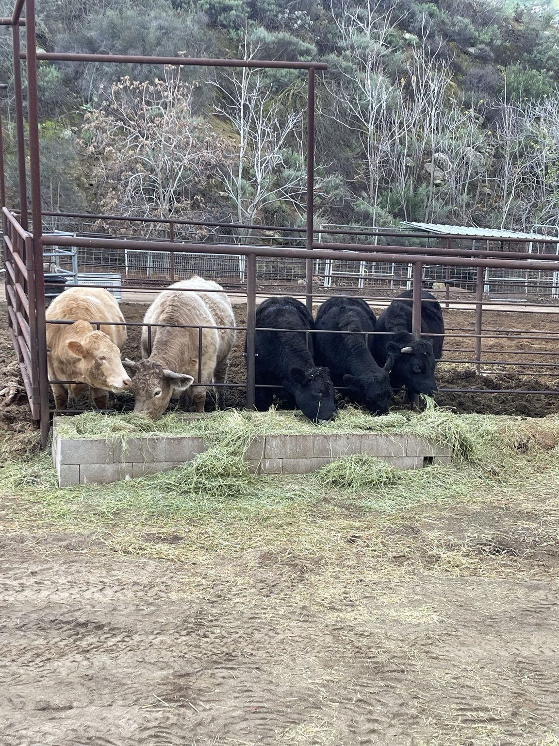 Black cattle