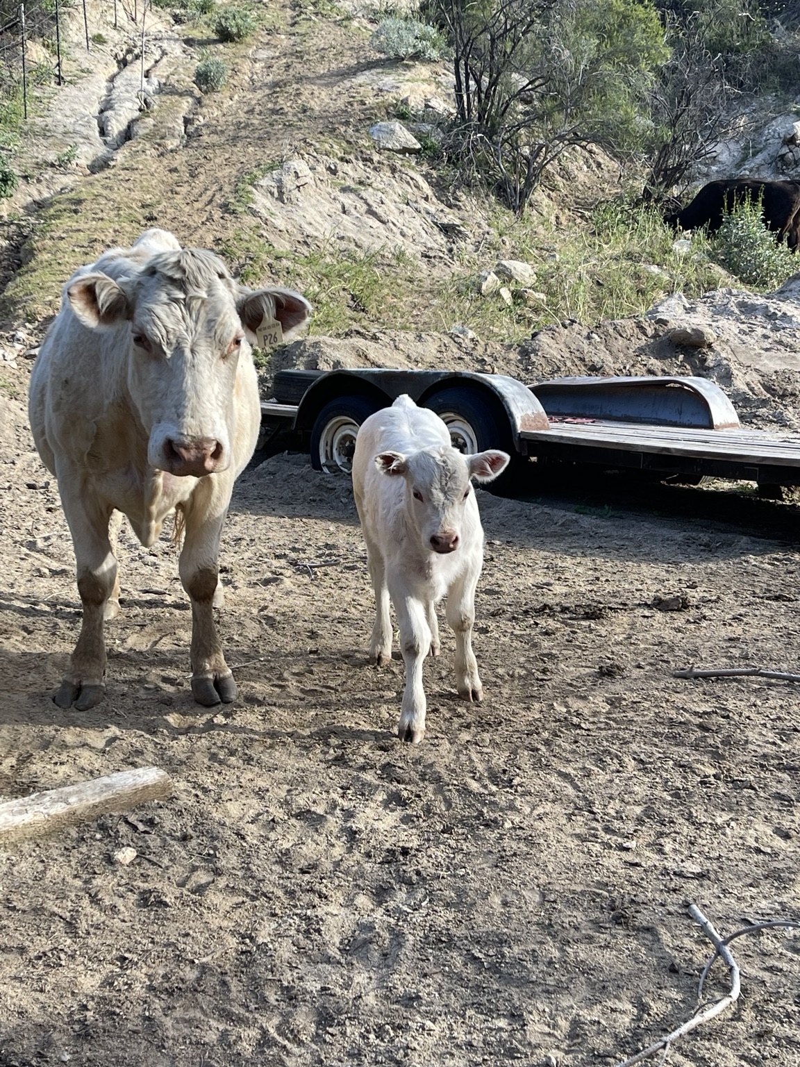 Calves at West Coast Cattle