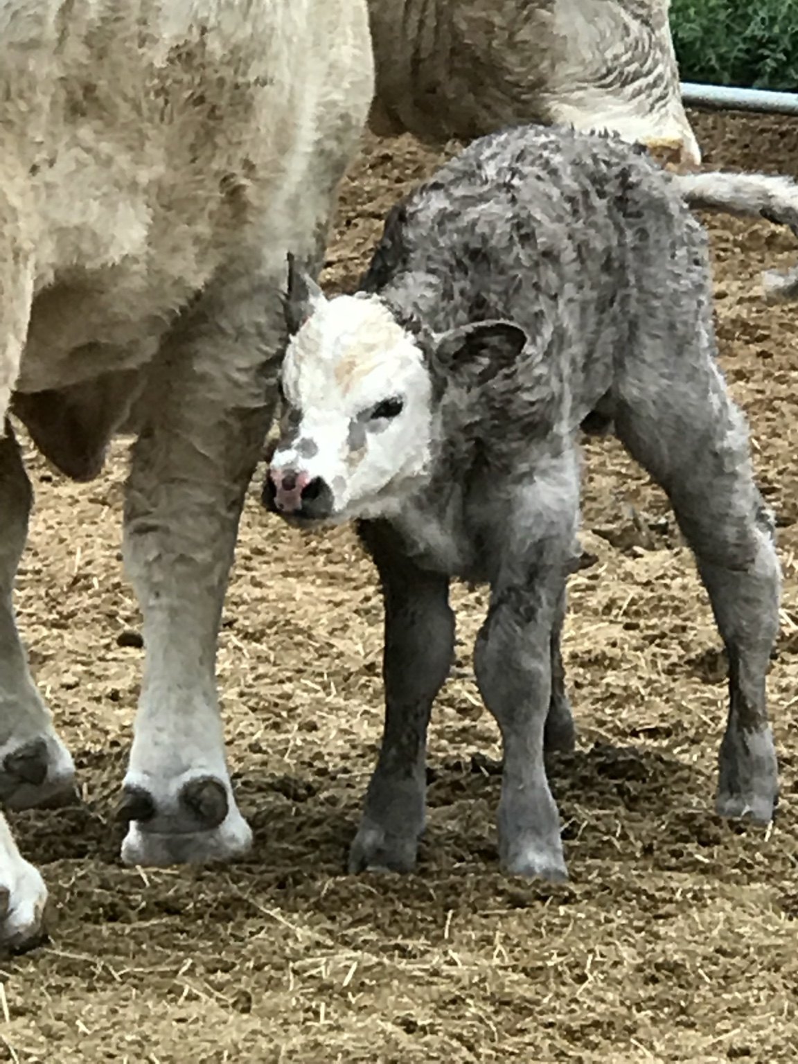 Young calves at West Coast Cattle