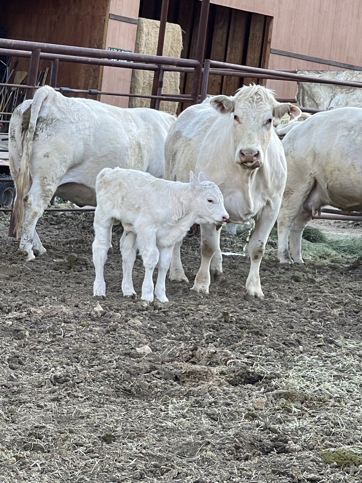 Charolais cow and calf