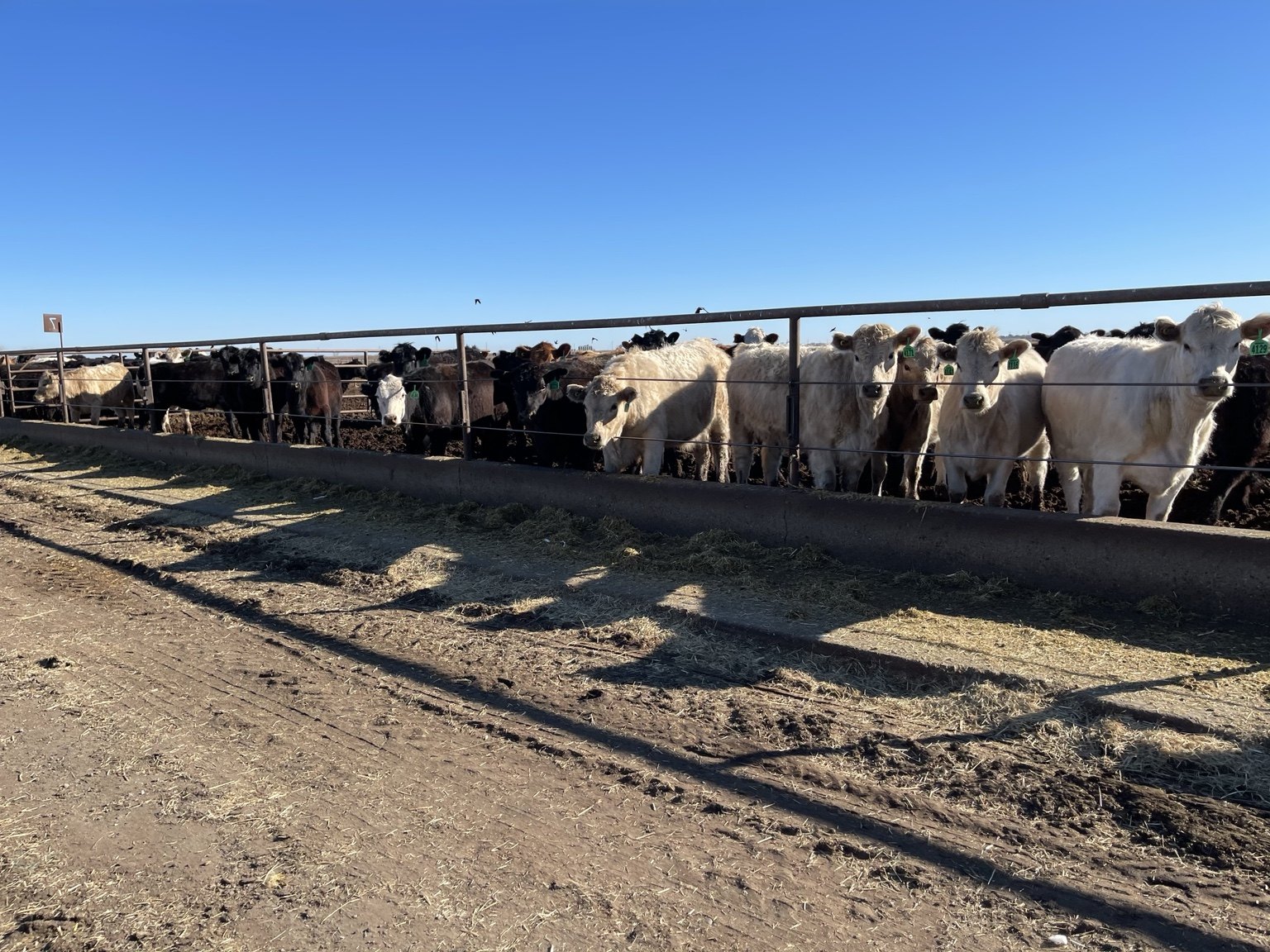 West Coast Cattle herd at the feed line