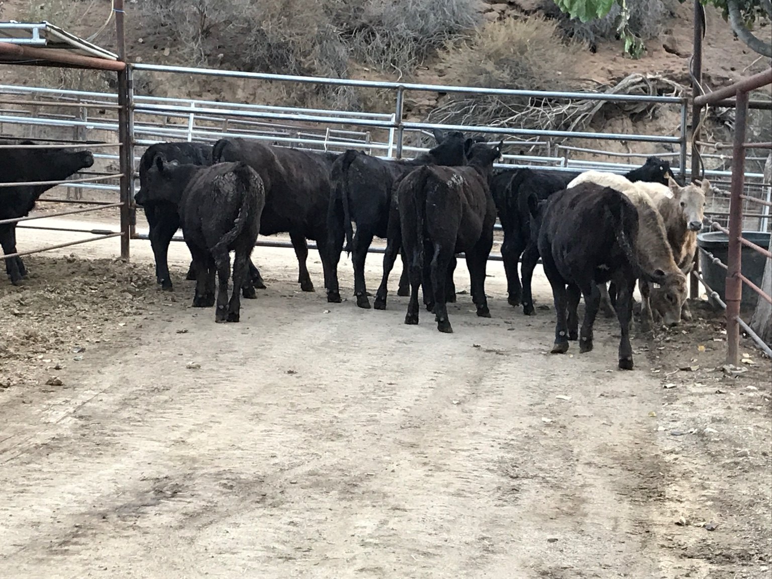 Mixed cattle at West Coast Cattle