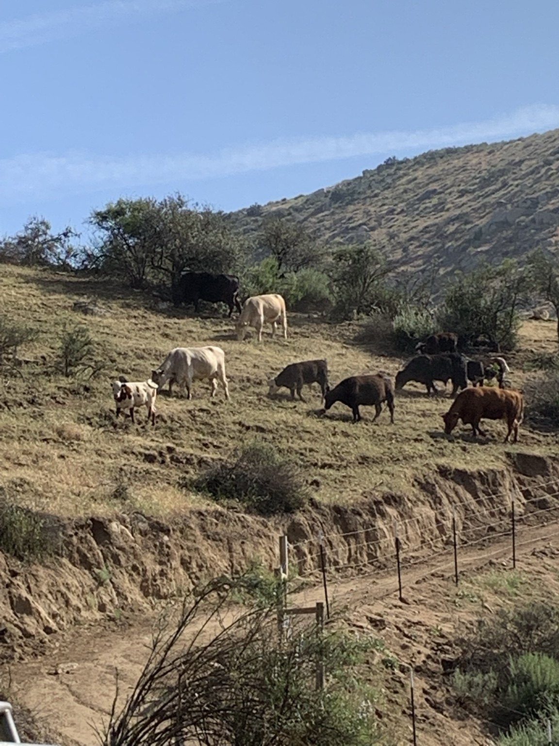 Cattle grazing on Southern California hills