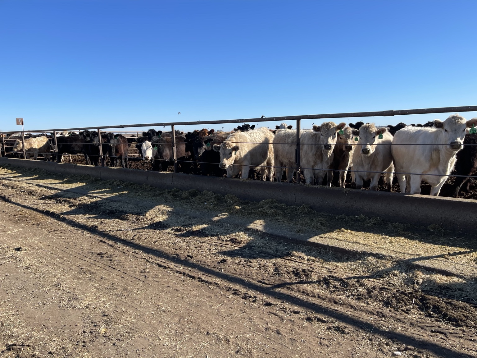 West Coast Cattle herd at the feed line