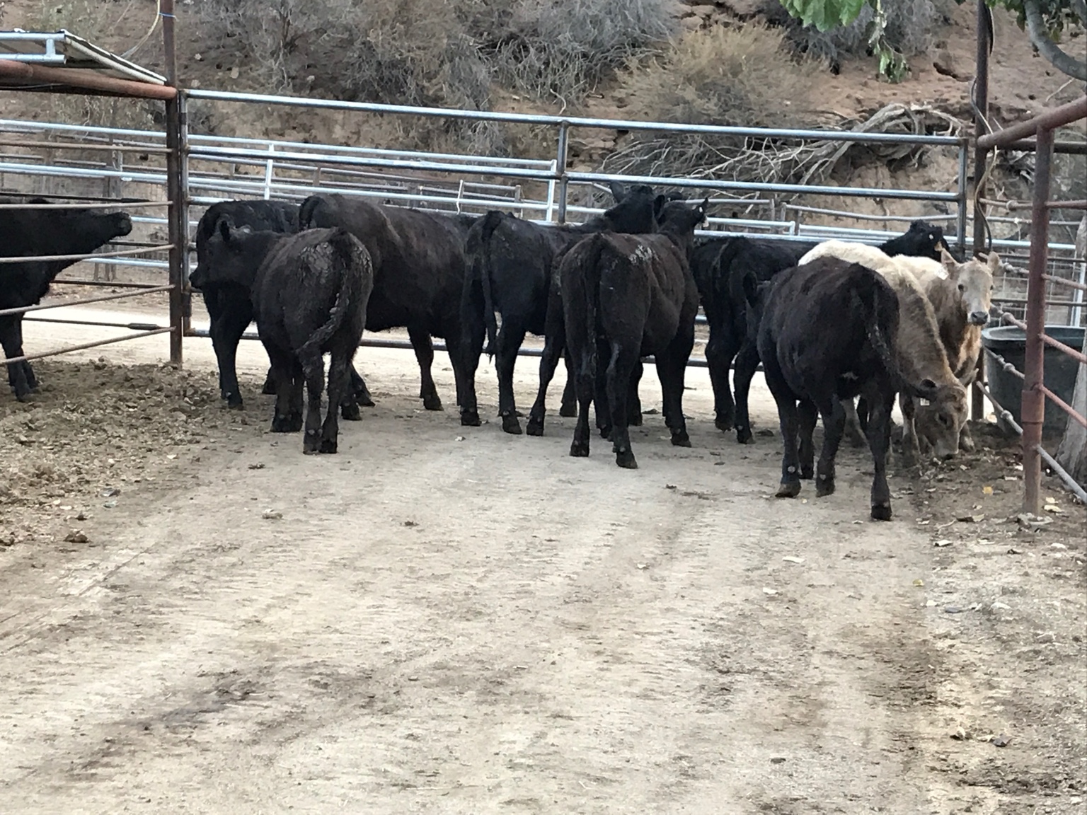 West Coast Cattle mixed herd