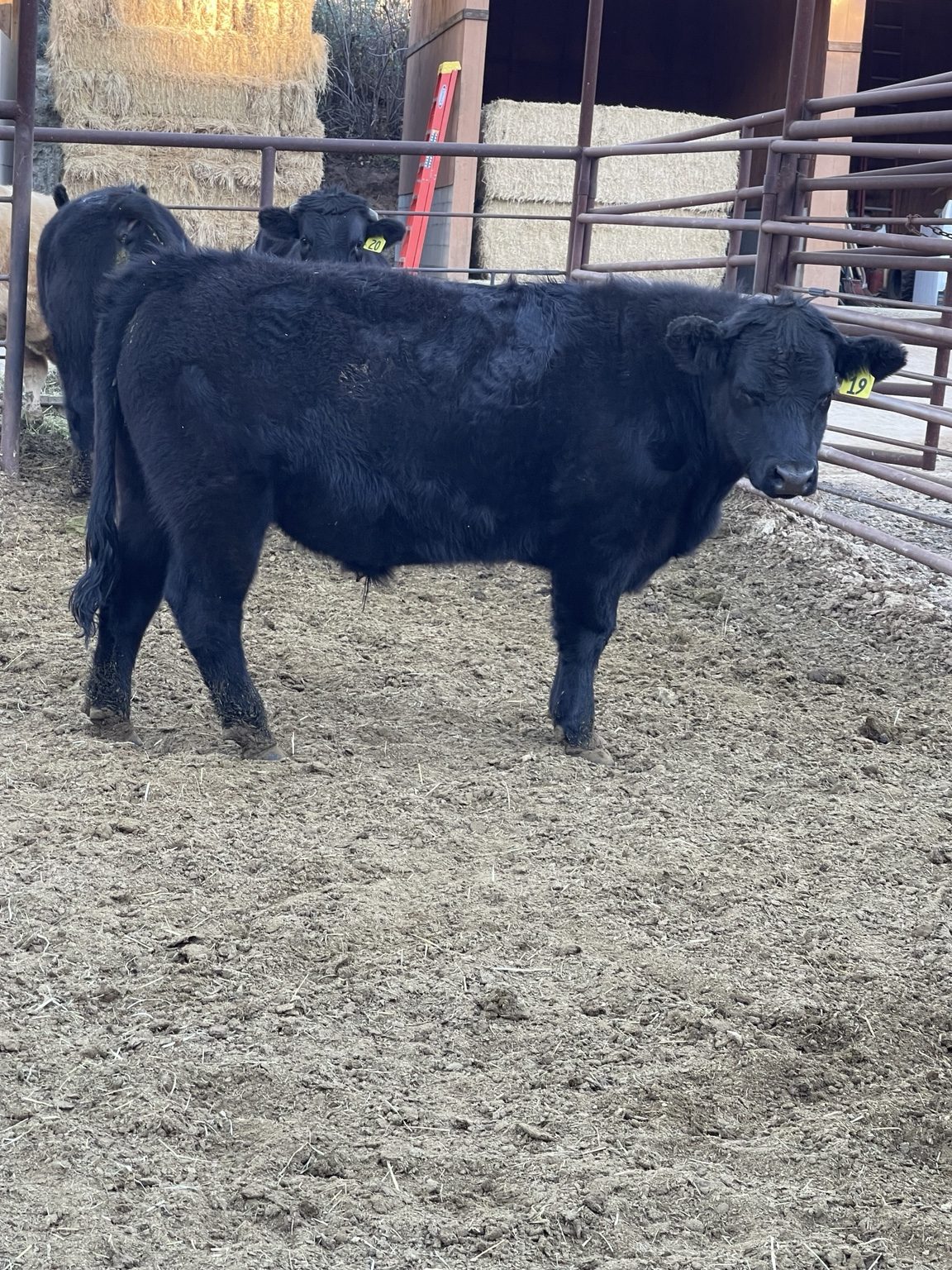 West Coast Cattle feeding cattle