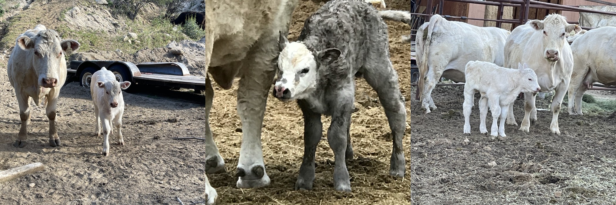 Calves at West Coast Cattle