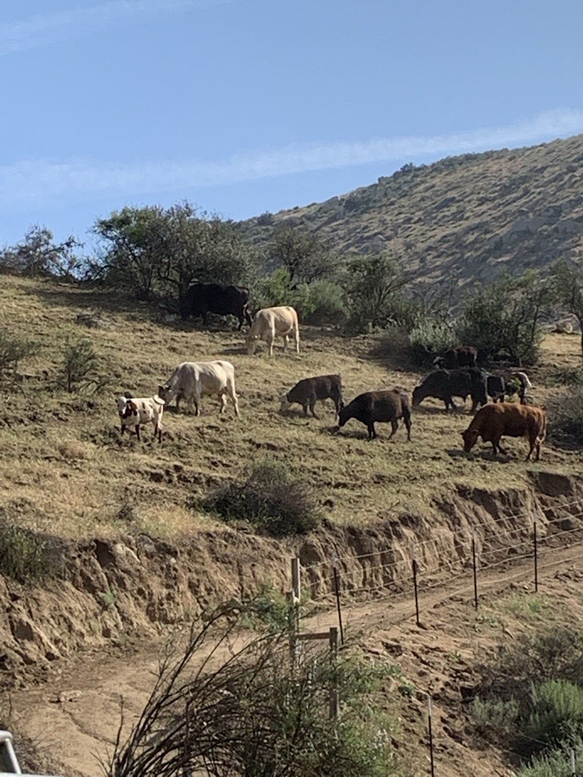 West Coast Cattle grazing on Southern California hills