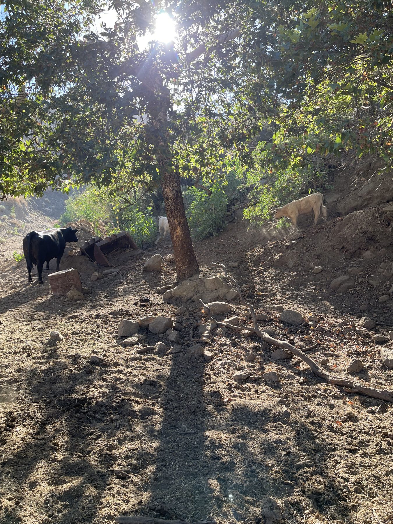 West Coast Cattle ranch terrain